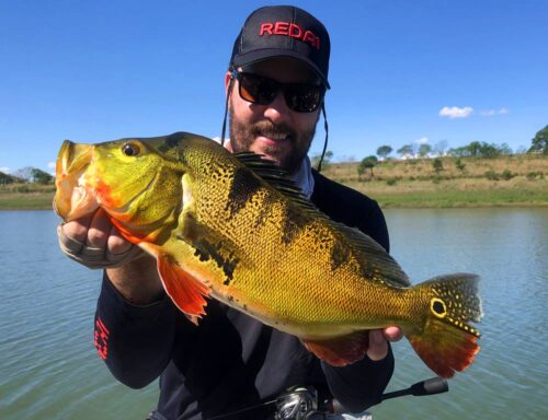 Tucunarés amarelos da Represa Capivara em Primeiro de Maio/PR (outubro/2021)